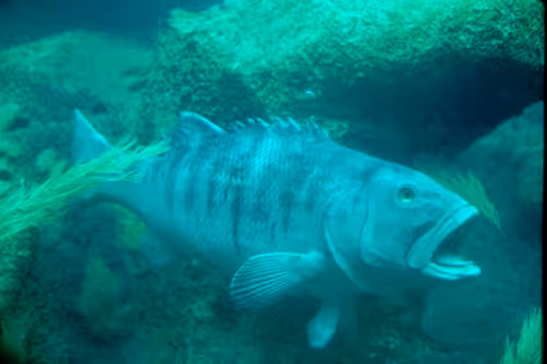 Item #113047771030127017240919341709485116586684509374101894410877815052480880312321 Media