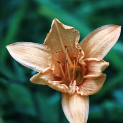 Encounters With Nature #5
