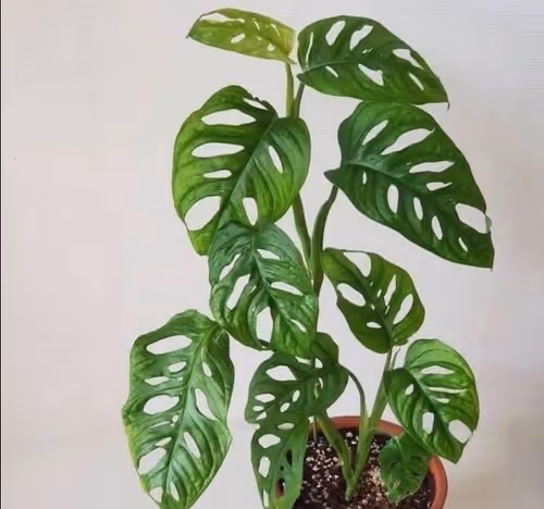 Item #111133222946557218225169832732539254882025415723090848839949307980492209914856 Media