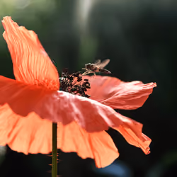 Encounters With Nature #7