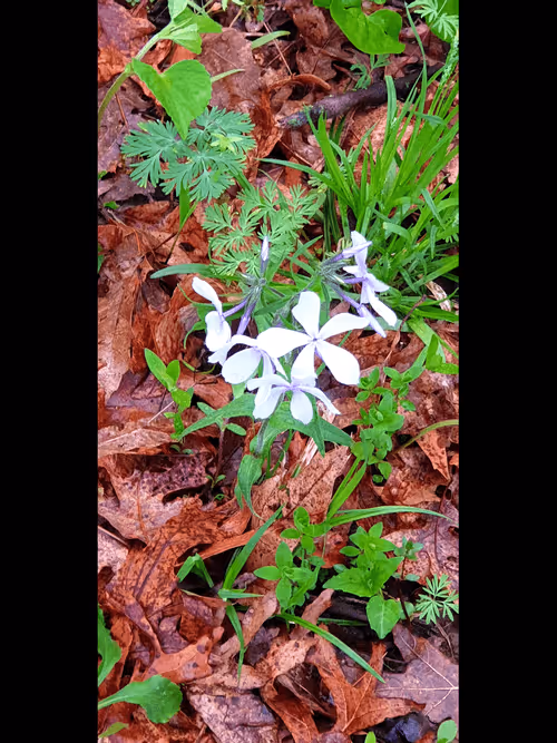 Item #110534027555100073449800383063776776852092282541871866925712019198021967282177 Media