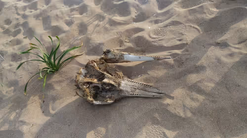 Item #40258061930513279539364952929264840303720080897158071095679508093292452511745 Media