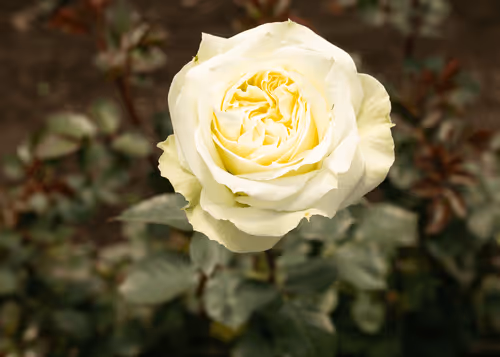 Item #68327891815088974381680309106564733444446266155657330601700582193060250648577 Media