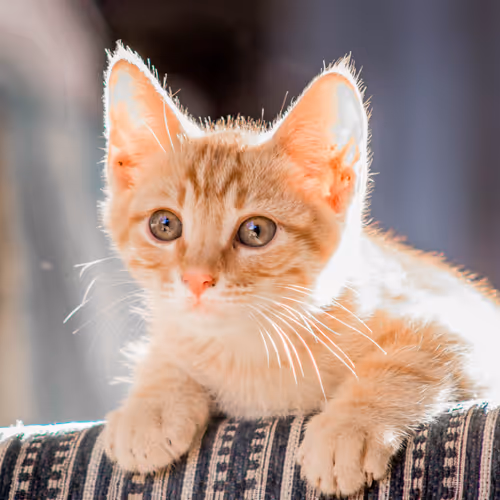 Item #4944351917306226202826790057183461660186678433257338824528786321635257876481 Media