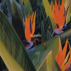 Scintilla