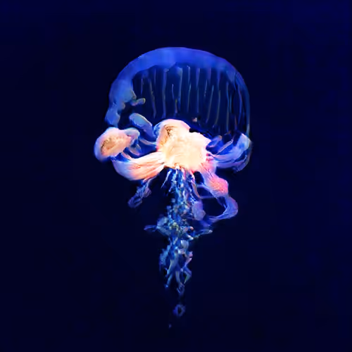 Item #93923887731966639760197662534300547726212510779526051617655967332706331656193 Media