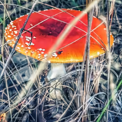fly agaric
