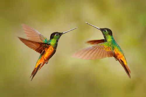 Item #25621925064279012681246301446131385931262547461970292834419122500369184194561 Media