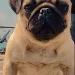 pug