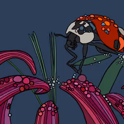 Ladybug 008