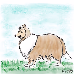 Rough Collie #01
