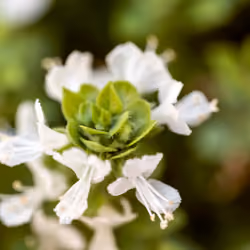 Flower #32