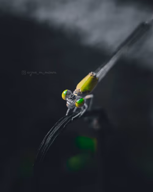 Item #96373460507912281939903112807065392587728079623754575039603803287149759954945 Media