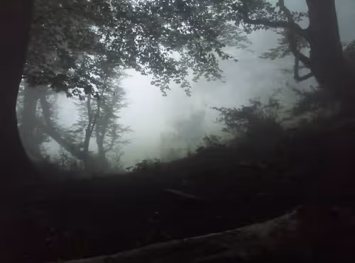 Item #97219865858787663326181629468222283976607091941944133530001367214953781526529 Media