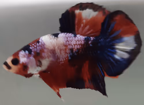 Item #76093963924936973222684762009084726555674488189040824510729450746110789287937 Media