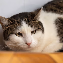 shelter cat #11