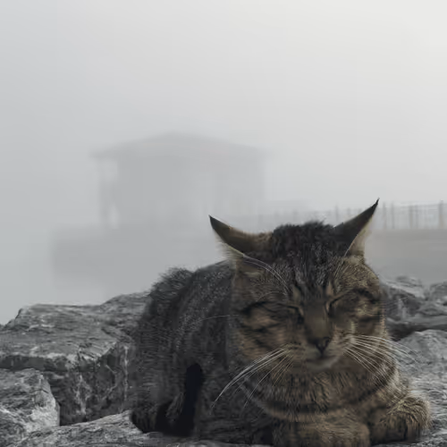 Item #54053091687754538640271046822082760989743948860785190547878261620018572689409 Media