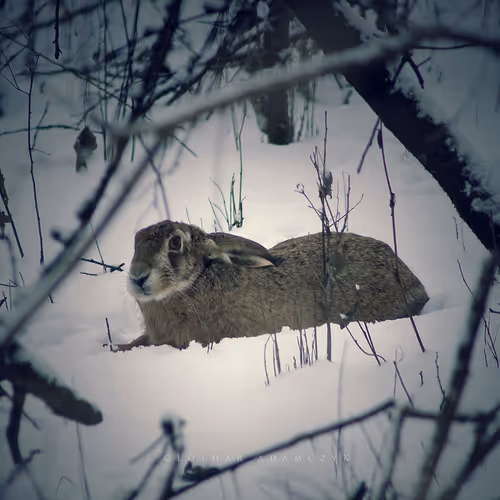 Item #113065873903366828743744079288708835697083018334279533284549130115185977065473 Media