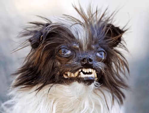 Untitled Collection #83823561