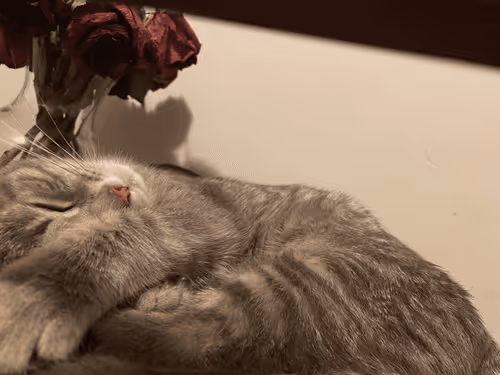 Item #111262306293566059503642929196022217454838459357631238929319294454783446876161 Media