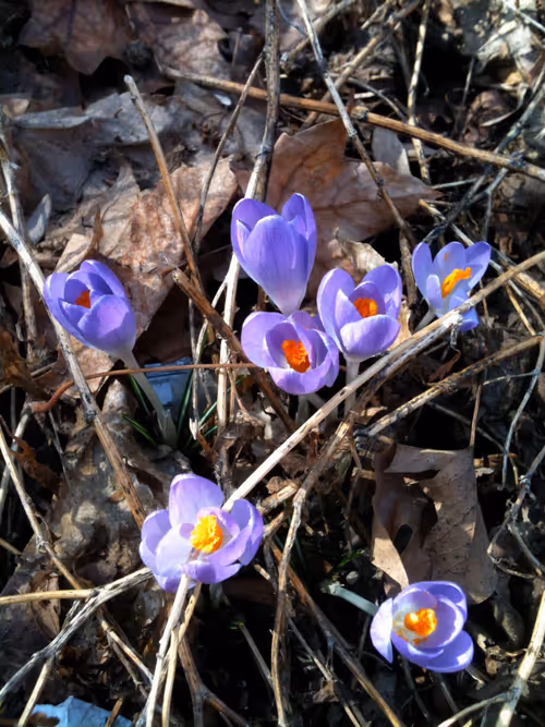 Item #3472775579513929193738294741119448134718981687313698602877200360746870898689 Media