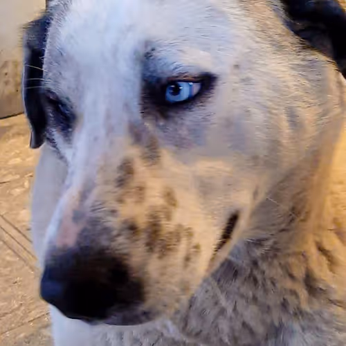 107978139147131831661941634405889412338959910345453465515168770707584930807809