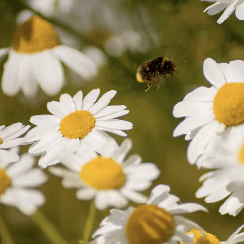 Item #102458927918199709241975540615932782382390740094903184465142341293916314140673 Media