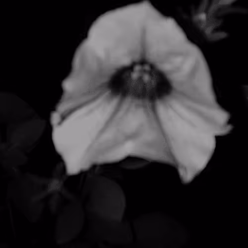 Untitled Collection #439871130