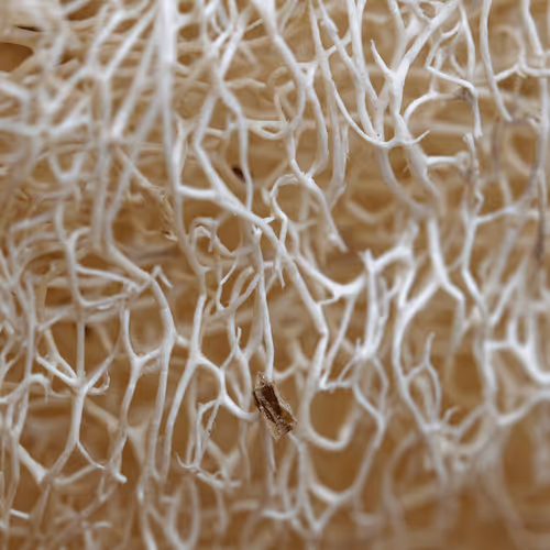 Item #47344123980109973813634142770242239438764360713225161879961011968161808908289 Media