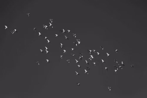 the freedom #6