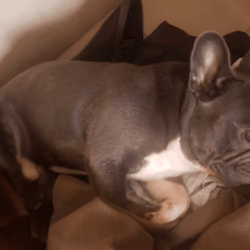 Item #32237202173720727343948986965561335091197107318394763909165930967113259810817 Media