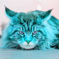 Cat Fluf #9