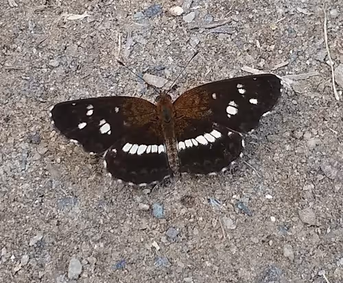 Item #39083204805328424226701303183852423297820358451573401344036649760665999769601 Media