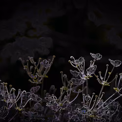 NFT Flower light