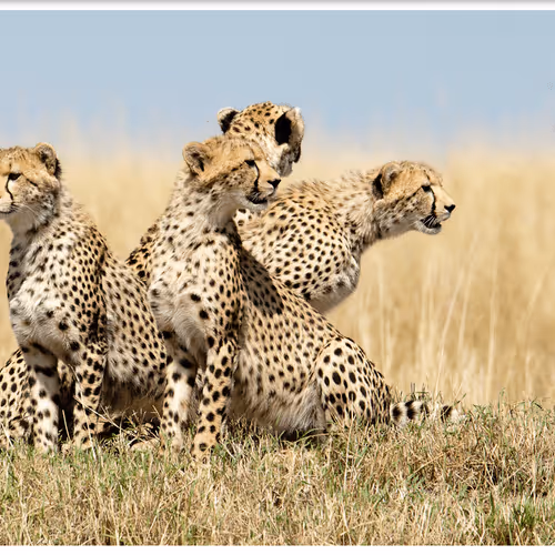 Item #55949583178622315005758439064196696640701340788877578592352202288242601492481 Media