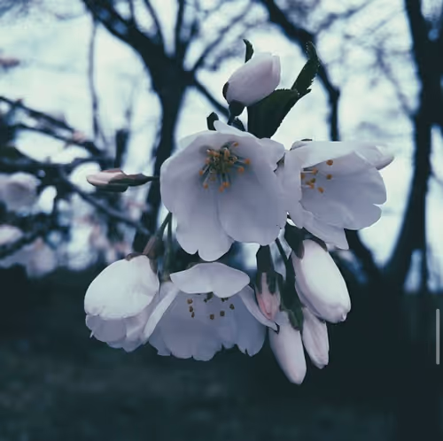 Item #65153916298700067522083748554750574777242795921079823153433125639773736665089 Media