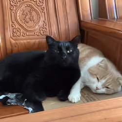 meow meow