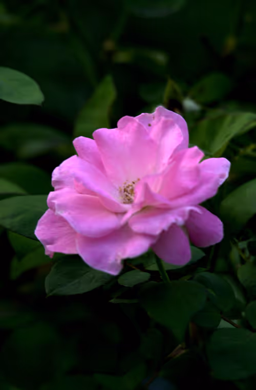 Item #56943947837122673731930897750220814689639948529564795848618456939664118906881 Media