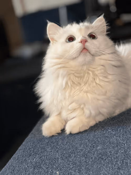 Item #37873097322341576787290515243064773306531845255761426927541843348314073858049 Media