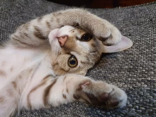 Untitled Collection #51217665