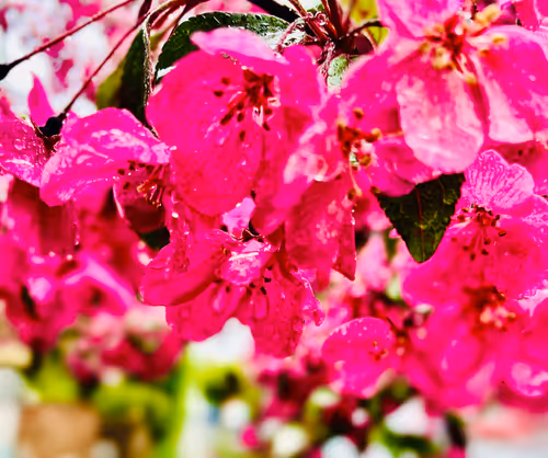 Item #90242850713282573943473333333408540290237184150123135597774242540784061513729 Media