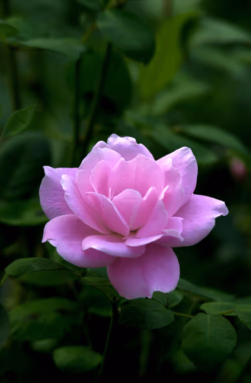 Item #56943947837122673731930897750220814689639948529564795848618456938564607279105 Media