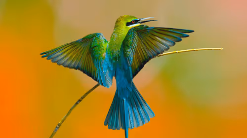 Item #10009359903282094537398543197541078073067770590855434614987939474258872238090 Media