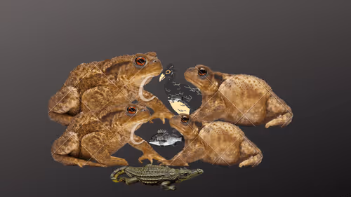 Item #98344258791631372723383563843051252872875610905894112126164218837157848023041 Media