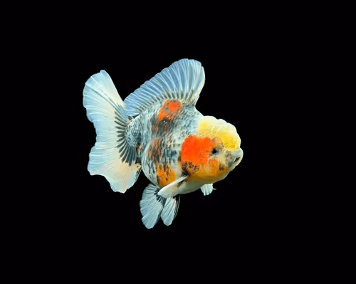 Item #81032937518726781130427896739408939347327063862450356405897967539223105896449 Media