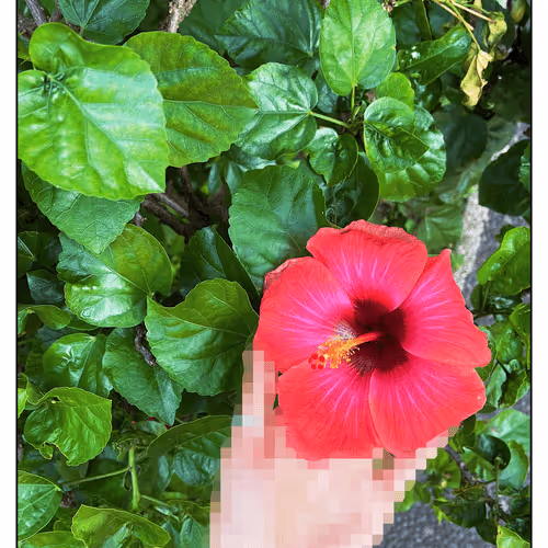 Item #44841669653503183183451948352729976287069847475674991683319661600823813603330 Media