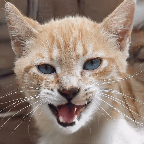 Item #106393158711752592444527764053332067386103257112262188176365272426011523284993 Media