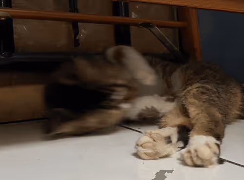 Item #98067606819010704980002055146408125819543828101100051405361958644718329921545 Media