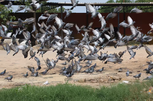 Item #9827434996622274239142424491578420426532004420569794867736171146955360043009 Media