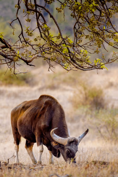 Item #61684684013370051227163866082320023750896296023852719411798081147912660713622 Media